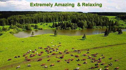 Wild Wonders And Journey with Amazing Beautiful Animals | Relaxing Music