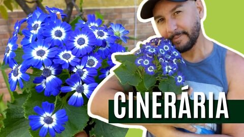 CINERÁRIA DOS FLORISTAS - DICAS E CUIDADOS