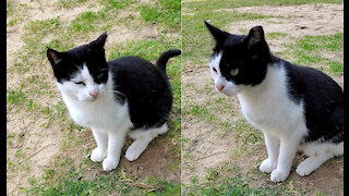 Heavenly creature on the earth with amazingly white and black color patched body