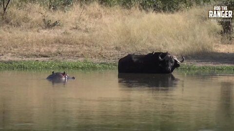 Hippo Pushes Buffalo From The Water As African Elephant Watches (Introduced By RebelReloaded)