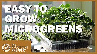 Indoor Garden: Growing Microgreens in Self-Watering Trays