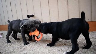 10 Week old Cane Corso puppies