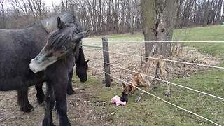 Great Dane steals horse's stuffed animal