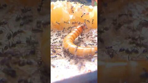 I Gave my Ants a LIVE MEALWORM!!!