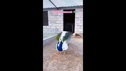 beautiful peacock dance