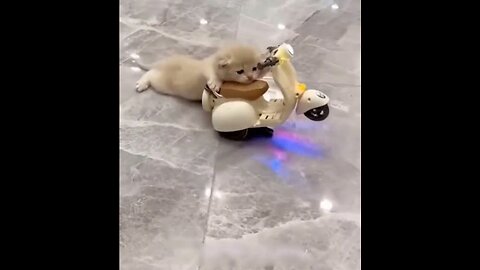funny animal videos|cute animal videos|dog and cat funny videos|hilarious pet videos|funny videos