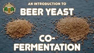 Beer Yeast Co-Fermentation An Introduction