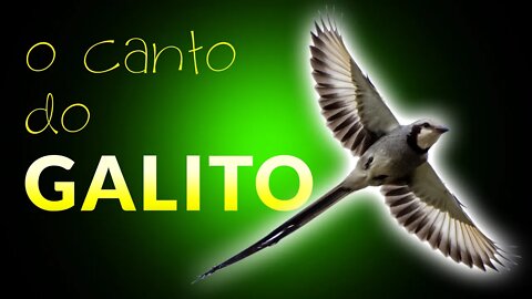 GALITO | Pássaros Cantando na Natureza ao Amanhecer | Vida no Campo