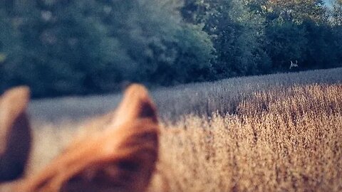 Cajun Horse SEES MOAR DEER 🦌👀🐴 😲