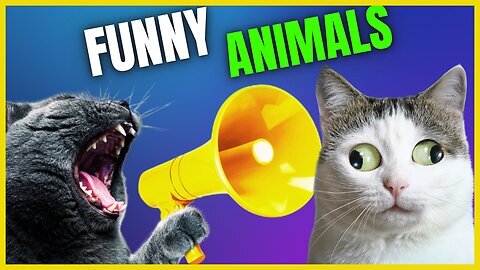 Funny animal videos | Cute animal videos | Funny dog&cat videos | Hilarious pet videos