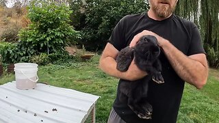 We found some of our Rabbits!