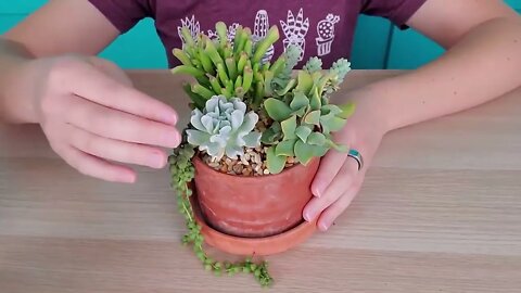 Succulent match-making -- finding succulents that work well together in arrangements