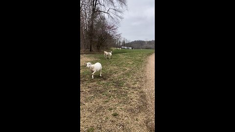 Five minute sheep round up