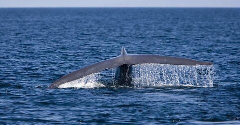 Blue Whale close encounter Newport Harbor California