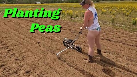 Planting Peas