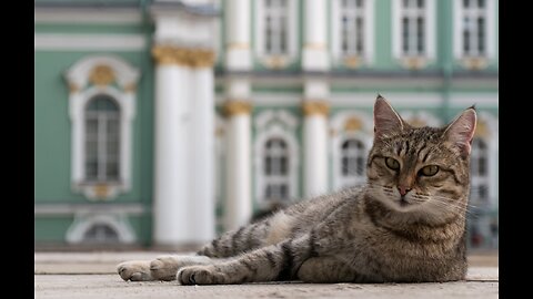Названы самые «кошачьи» города России,As cidades mais “felinas” da Rússia foram nomeadas