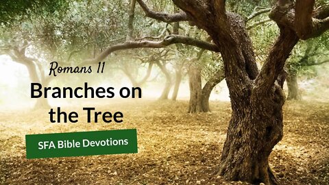 Branches on the Tree | Romans 11 | Bible Devotions | Small Family Adventures
