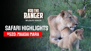 Safari Highlights #533: 13 & 14 December 2019 | Maasai Mara/Zebra Plains | Latest Wildlife Sightings