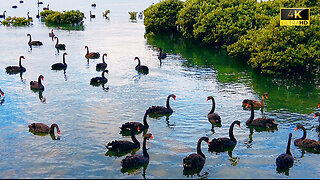 4K Come With Me and Explore WesternPort Bay at Hastings to Find Pelicans #ShowUsYourSteak