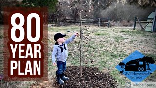 Transplanting an Oak Tree from my Ancestral Home