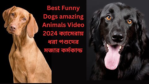 Best Funny Dogs amazing Animals Video 2024 ক্যামেরায় ধরা পশুদের মজার কর্মকান্ড