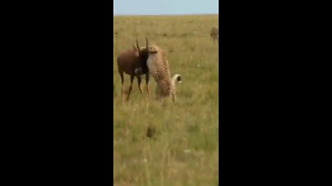 Cheetah Fight Scene