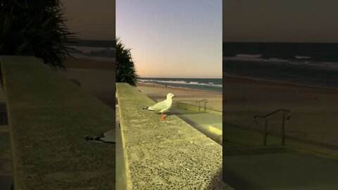 Surfers Paradise Beach | GOLD COAST