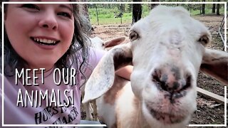 Meet the Animals//Our Homestead Animals & Their Job