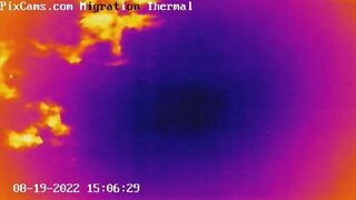 Two hawks soaring - Thermal Camera View - 8/19/2022