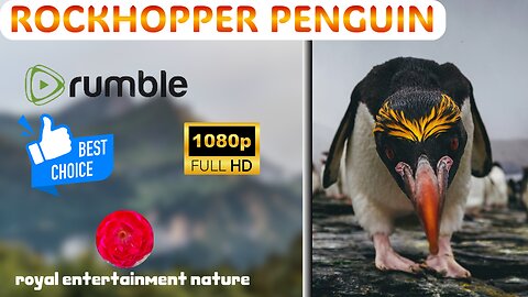 rockhopper penguin 🤩🤩😨😨