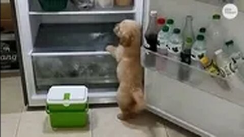 Adorable Overload! Tiny Pooch Seeks Refreshment in Thai Summer by Venturing into the Fridge.