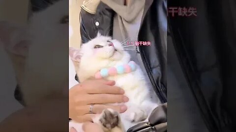 Beautiful Chaina's Cat #funniestvideo #cat #funnykittens #trending #viral