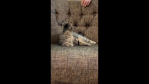 Arab Cat is best dancing cat