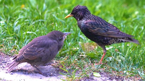 Starling Fledgling, Gotta Feed The Baby