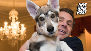 Andrew Cuomo reportedly leaves his dog behind at Albany mansion