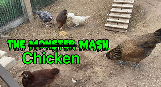 The Chicken Mash Simple Homemade Chicken Treat Recipe
