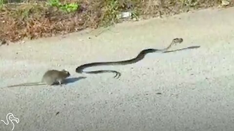 Rat Mom Attacks Snake Who Threatens Her Baby