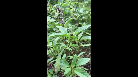 Tulsi Sacred Basil Holy Basil (Ocimum tenuiflorum)