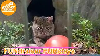 FUNdraiser FURiday with Operations Manager Afton!! bigcatrescue.org/giveday 04 21 2023