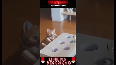 Os Cachorros e Gatos mais Engraçados do Mundo! #shorts #004