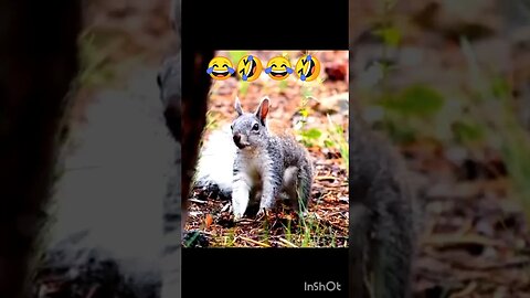 chipmunk 🤣In the end 🥶😜| ua58sb #shorts #ua58sb #funnyanimals @Funny_Animals @bbcearth @ua58sb