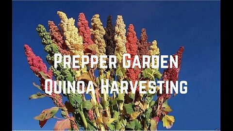 Prepper Garden: Quinoa Harvesting