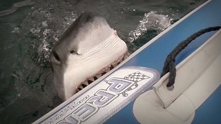 Great White Shark Tries To Take A Nibble Off Dinghy