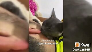 os melhores vídeos cão e gatos pt3