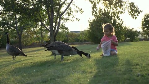 Cute little girl feeding wild geese at green summer meadow