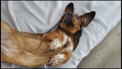 Sausage dog relaxing on rhe sofa