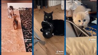 Funniest Cats of 2023 on TikTok Try Not to Laugh! 😂