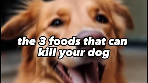 Foods That Can Kill Your Dogs