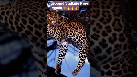 Leopard Stalking Prey Impala 🐆🔥🔥🔥