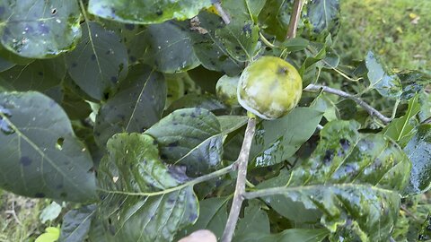 Persimmons Are About Ready #ChamberlinFamilyFarms #persimmons #farm #homestead